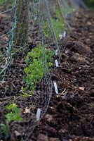 Lathyrus odoratus sweet peas planted out and starting to grow