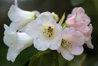 Rhododendron 'Penjerrick Cream'