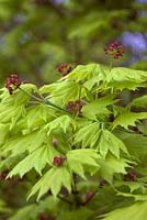 Acer shirasawanum 'Aureum' AGM new growth in spring