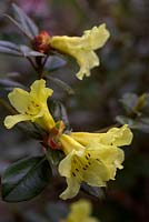 Rhododendron 'Teal'
