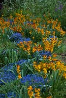 Myosotis 'Victoria Blue' with Erysimum cheiri 'Orange Bedder' Bedder Series  Wallflower