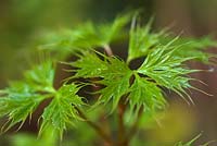 Acer platanoides 'Palmatifidum' syn. Acer platanoides 'Lorbergii'