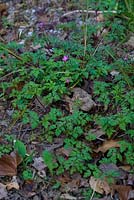 Geranium robertianum 'Herb Robert'