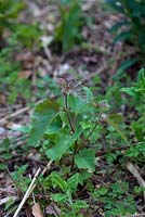 Betula pendula 'Birch'