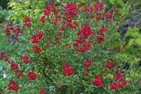 Salvia greggii 'Royal Bumble'
