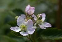 Rubus fruticosus agg. 'Reuben' - Blackberry 'Reuben'