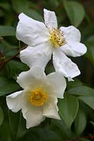 Rosa laevigata 'Cooperii' - Burmese Rose