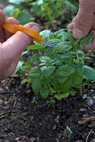 Gardener harvesting some Ocimum basilicum 'British Basil' - Sweet Basil 