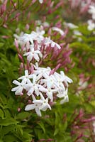 Jasminum polyanthum - Many-flowered Jasmine
