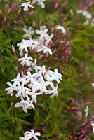 Jasminum polyanthum - Many-flowered Jasmine