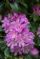 Rhododendron decorum hybrid raised from seed. 