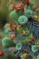 Picea sitchensis 'Papoose' -  Papoose sitka spruce new growth