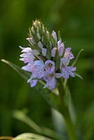Dactylorhiza maculata - Heath Spotted Orchid