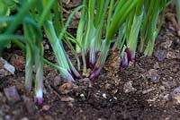 Allium cepa 'Lilia' -  Spring onion