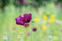 Papaver somniferum 'Dark Plum' - Opium poppy 'Dark Plum' 