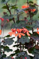 Pelargonium 'Red Gables'