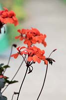 Pelargonium 'Red Gables'