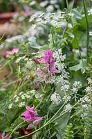 Salvia viridis rosea 'clary sage' and Ammi Majus 'Bishops flower' 