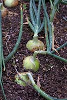 Allium 'Toughball'