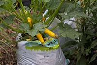 Cucurbita pepo 'Atena Polka' Courgette grown in a recycled poultry feed bag