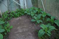Domestic greenhouse with an overwintering crop of salad mix and Cauliflower - Brassica oleracea  'Barcelona'