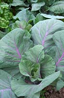 Brassica oleracea Capitata Group 'Kalibos' - Cabbage