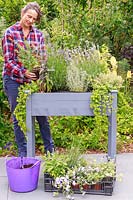 Woman planting a Marjoram plant into a raised wooden planter on casters