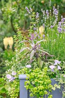 A raised wooden planter planted with a selection of herbs and flowers. Planting includes: Salvia officinalis Purpurascens - Purple Sage, Lavandula - Lavender, Convolvulus 'Blue'