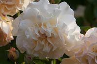 Rosa 'Buff Beauty' - Rose 'Buff Beauty'