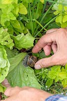 Picking snail off lettuce. 