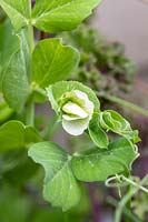Pisum sativum - Pea flower 