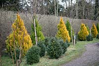 Contrasting conifers of different sizes and foliage colours planted in between young deciduous trees near an established deciduous hedge