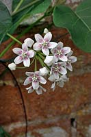 Hoya dregia sinensis
