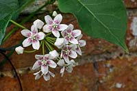 Hoya dregia sinensis 