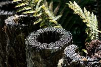 Dicksonia squarrosa, tree fern trunk cut for post.