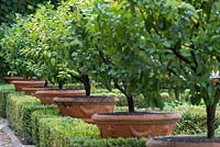 Terracotta pots with clipped orange trees.