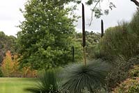 Xanthorrhoe 'grass tree'