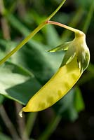 Pisum sativum 'Golden Sweet' - Mangetout Pea - detail of single pod at right stage for picking