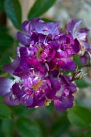 Rosa 'Veilchenblau' - Rambler Rose