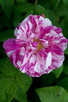 Rosa 'Ferdinand Pichard' - Bourbon Rose