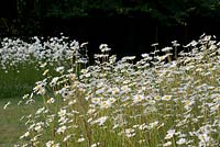 Leucanthemum vulgare - Oxeye Daisy - flowering in a wild meadow