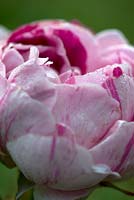 Rosa 'Honorine de Brabant' - Bourbon Rose -  early morning dew on petals