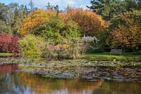 View across Nymphaea - Waterlily and water to grass bank with trees and shrubs such as Cotoneaster frigidus, Prunus and Parrotia persica