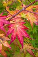 Acer palmatum - Japanese Maple - detail of leaf shape and colour