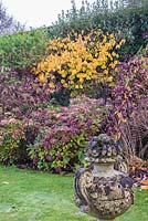 Classical urn in front of border with Hydrangea and Hamamellis mollis - Witch Hazel