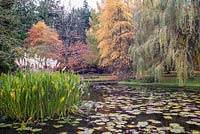 Naturalistic pond with with Nymphaea - Waterlily and other aquatic plants, beyond seating and a backdrop of trees such as Nyssa sylvatica and Salix babylonica