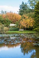 Seat with trees and shrubs reflected in lake containing Nymphaea - Waterlily. Plants include: Cortaderia selloana - Pampas Grass, Cotoneaster frigidus, Prunus and Parrotia persica