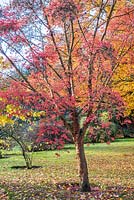 Acer griseum - Paperbark Maple - specimen in lawn