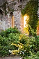 The Garden in the Ruins at Lowther Castle, planted with a range of shade loving plants including ferns and epimediums.