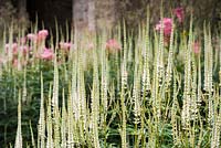 Veronicastrum virginicum 'Spring Dew' at Lowther Castle